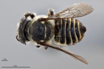 Media type: image;   Entomology 789963 Aspect: habitus dorsal view